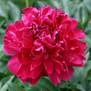 Ԃ̕c/VNNi䉖jFJ[[[tB[h3.5|bg