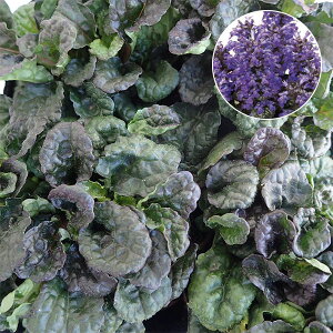 Ԃ̕c/AWK F^JNXpiRj3|bg