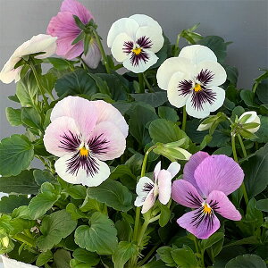 Ԃ̕c/[]rIF܂ꃍ[W[3`3.5|bg 24Zbg