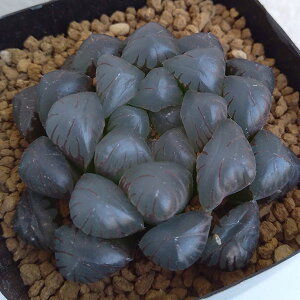 ϗtA/nI`AFhh\Iuc[T 2.5XNGA