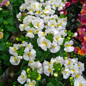 Ԃ̕c/lVAFlVA@Xm[GWF3.5|bg