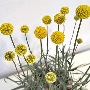 Ԃ̕c/NXyfBAFStr[eB3-3.5|bg