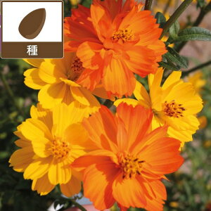 LoiRXXiԃRXXjFt[c NbV