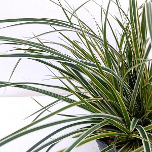 Ԃ̕c/JbNXFG@[O[5|bg