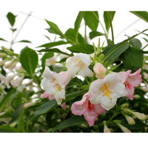 Ԗ ؂̕c/CQF\jbNu[ p[5|bg