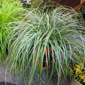 Ԃ̕c/JbNXFGFXg 5|bg