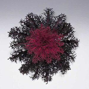 Ԃ̕c/n{^FgႭ3.5|bg 2Zbg