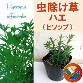 ハーブの苗/（わけあり特価）虫除草：ハエ（ヒソップ）3号ポット