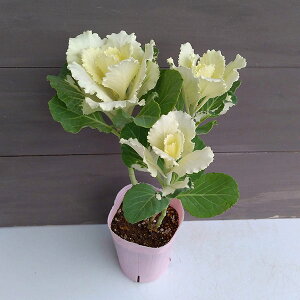 Ԃ̕c/n{^FtAzCgExd3.5 5|bgZbg