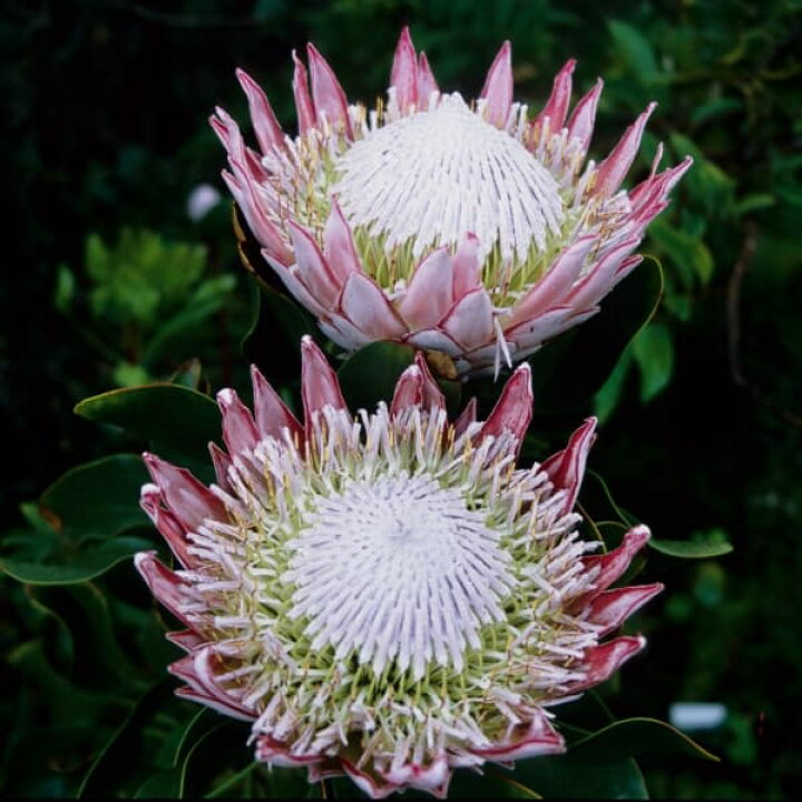 楽天市場 花木 庭木の苗 5月下旬頃 プロテア キングプロテア3号ポット 園芸ネット プラス