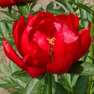 Ԃ̕c/VNNi䉖jFbhbh[Y4|bg