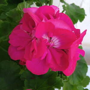 Ԃ̕c/[jEFJIyzbg[Y5A