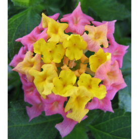 草花の苗/（わけあり特価）ランタナ：ゴールド3号ポット