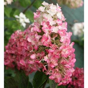 Ԗ ؂̕c/[]mEcMiЋ؁jFK~fB5|bg3Zbg