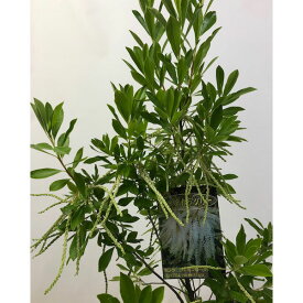 花木 庭木の苗/（わけあり特価）ナイアガラツリー（キリラ　ラセミフローラ）6号鉢植え
