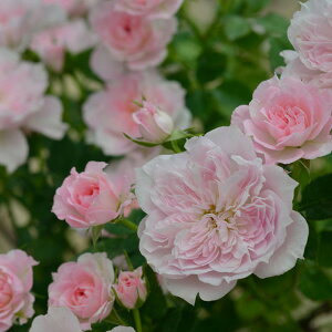 o̕c/fo[[YF|gE{k[6pA*