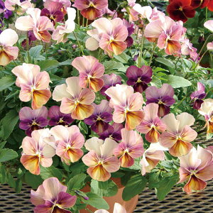 Ԃ̕c/rIFȂ݂@񂵂3-3.5|bg 2Zbg