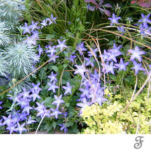 Ԃ̕c/Jpj |VXLAi3-3.5|bg 12Zbg