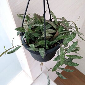 観葉植物/ホヤ：シギラティス　4号吊り鉢