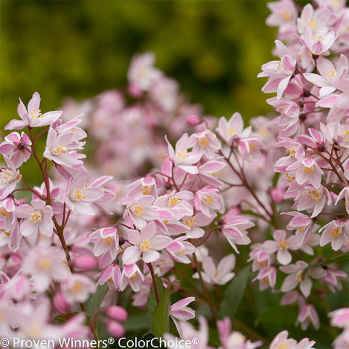 楽天市場 花木 庭木の苗 ヒメウツギ ユキ チェリーブロッサム5号ポット 園芸ネット プラス