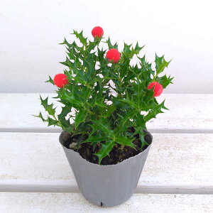 Ԗ ؂̕c/qCMFPqCMiqCMj 2.5|bg^Ԃ(C~e[V)t1|bg