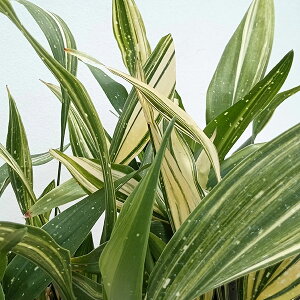 R쑐̕c/nitjFV̐܌|@3.5|bg