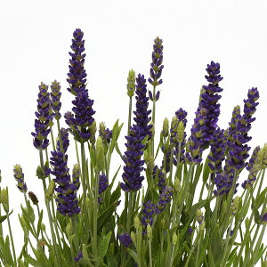 n[u̕c/x_[Fu[XsA3|bg