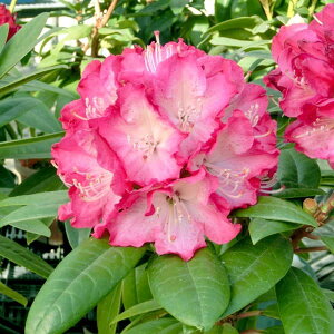 Ԗ ؂̕c/mVNiQFXgx[Tf[3.5|bg