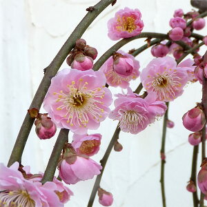 Ԗ ؂̕c/Ԕ~iniEjFO}itW{^V_j8A1.1m