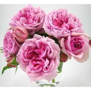 o̕c/[]i킯jfo[[YF[YE|phD[Vc4A