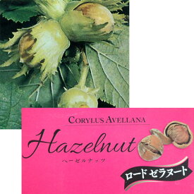 果樹の苗/ヘーゼルナッツ（西洋ハシバミ）：ロードゼラヌート4.5～5号ポット