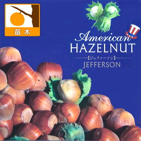 果樹の苗/アメリカンヘーゼルナッツ（西洋ハシバミ）：ジェファーソン4.5号ポット