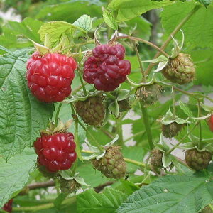 ʎ̕c/LC`Si؂jFYx[ CfBAT}[4`5|bg