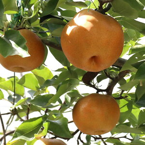 ʎ̕c/iVijFzEXCiLj4`5|bg