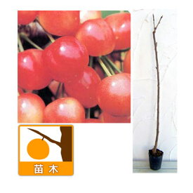 果樹の苗/サクランボ：なんよう（南陽）接木苗4号ポット