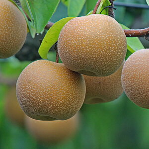 ʎ̕c/iVijF`EWEEi\Yj4`5|bg