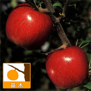 果樹の苗/リンゴ：シナノスイート4号ポット