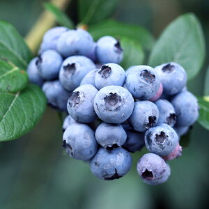 ʎ̕c/u[x[inCubVnjFg5|bg