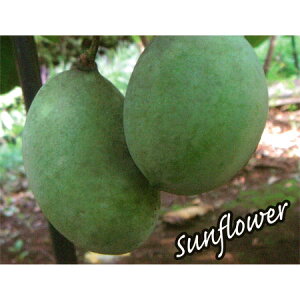 ʎ̕c/||[FTt[iږؕcj5|bg