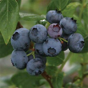 ʎ̕c/u[x[inCubVnjFf[N5|bg