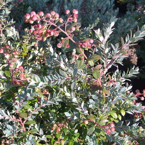 ʎ̕c/u[x[FCfBSu[4-4.5|bg