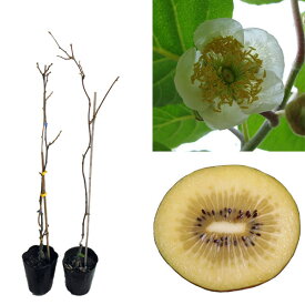 果樹の苗/キウイ2種受粉樹セット：ジャンボイエローとマック