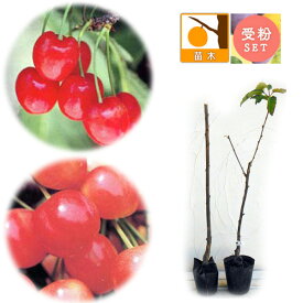 果樹の苗/サクランボ2種受粉樹セット：なんよう（南陽）とナポレオン接木苗4～5号ポット