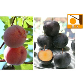 果樹の苗/スモモ(プラム）2種受粉樹セット：貴陽とバイオチェリー
