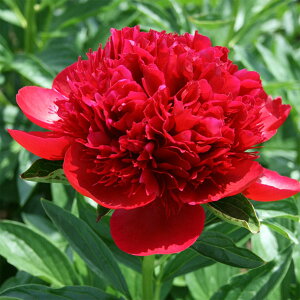 Ԃ̕c/VNNi䉖jFbh`[4|bg