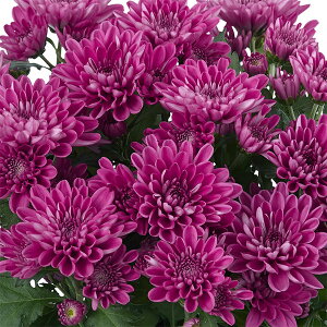 Ԃ̕c/|bgNTZ}E}EgI[rXN p[v 3.5|bg 2Zbg