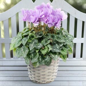 []VNidjFZi[fBAFCbNt5GYJS