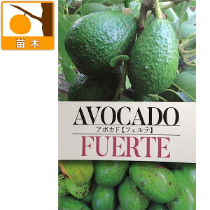 ʎ̕c/A{JhFtFe5|bgiږؕcj