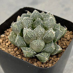 ϗtA/nI`AF~[{[iIuc[Tzj 2.5XNGA