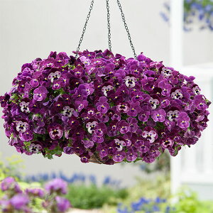 Ԃ̕c/[]pW[iقӂjFveBtH[@Yx[3`3.5|bg 24Zbg